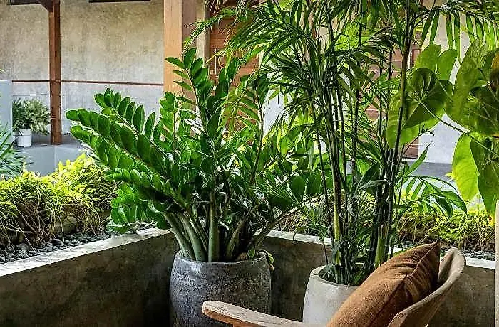 Vassani Hotel Canggu